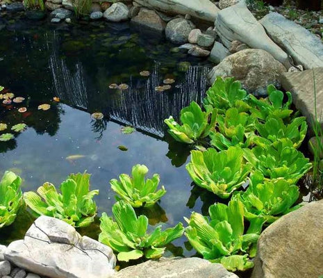 Large Pistia stratiotes 'Jumbo' 15-35cm – Outdoor Floating Lettuce - Image 2
