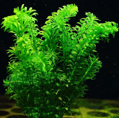 x3 sprouts Elodea Densa Oxygenating Pond Water Aquarium Live Plants Egeria - Image 2