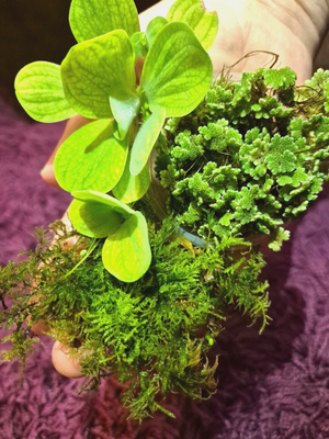 Water Lettuce Riccia Java Moss Oxygenating Pond Water Plants Floating Pond Plant - Image 1