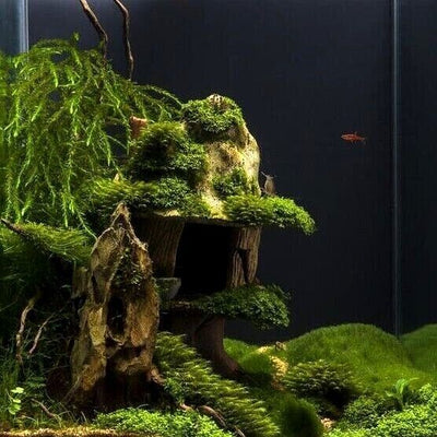 Java Moss Attached to bog wood Carpeting Live Aquarium Plants for SRIMPS