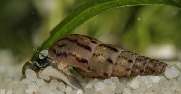 Malaysian Trumpet Snails - UK BRED - Freshwater Aquarium Fish & Snails - Image 2
