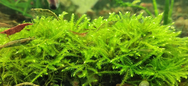 Java Moss Carpeting Live Aquarium Plants  Tropical Fish Tank for Shrimp UK - Image 2