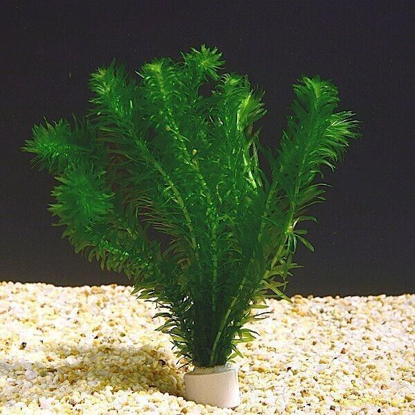 x3 sprouts Elodea Densa Oxygenating Pond Water Aquarium Live Plants Egeria