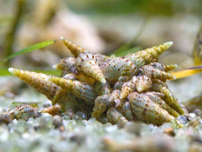 Malaysian Trumpet Snails - UK BRED - Freshwater Aquarium Fish & Snails