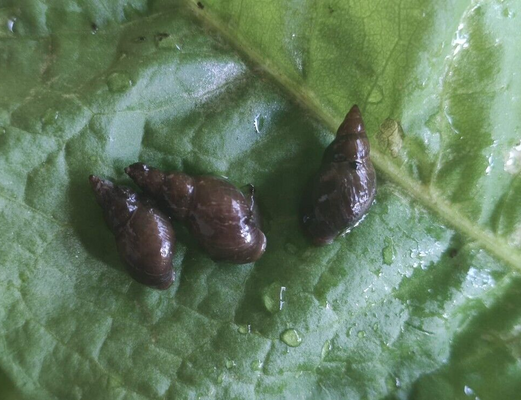 x 12 Great Pond Snails (Mix sizes) - Image 2