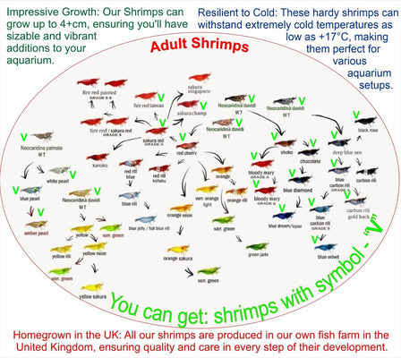 Neocardina Shrimps Freshwater Colourful Aquarium Shrimp, Limited offer - Image 2