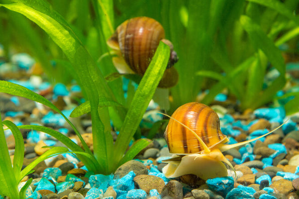 Mystery Snails Pink, Yellow, Brown, Red Marble Random Size - Image 4