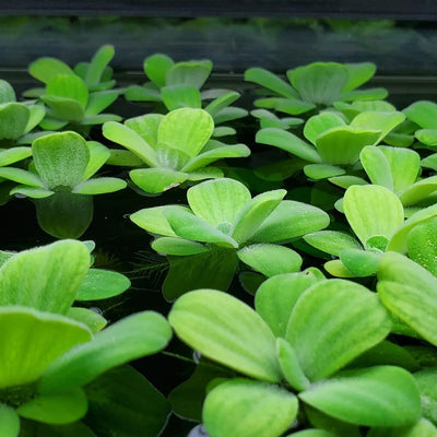 Water Lettuce Live Oxygenating Floating Plants