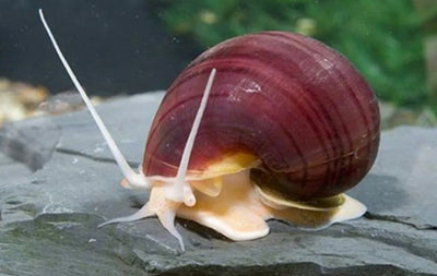 Mystery Snails Pink, Yellow, Brown, Red Marble Random Size