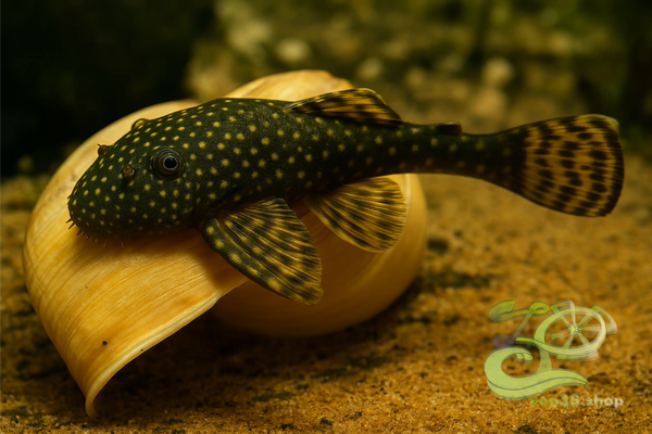 Bristlenose Pleco 4–5cm – Hardy Peaceful Algae Eater for Freshwater Aquarium - Image 2