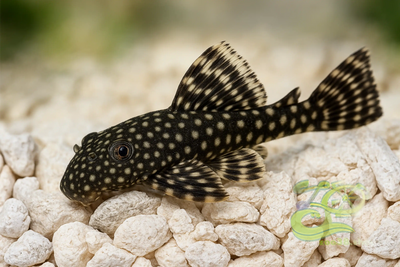 Bristlenose Pleco 4–5cm – Hardy Peaceful Algae Eater for Freshwater Aquarium