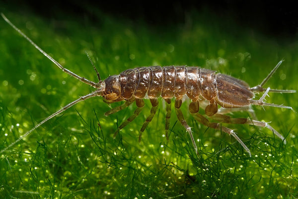 Freshwater Aquatic Isopod Starter Colony - Image 1