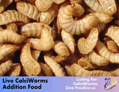 Live Calci Worms for Reptile, Amphibian, Birds, Fish,