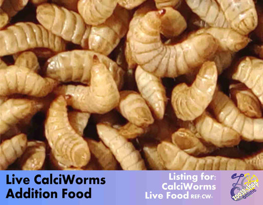 Live Calci Worms for Reptile, Amphibian, Birds, Fish, - Image 1