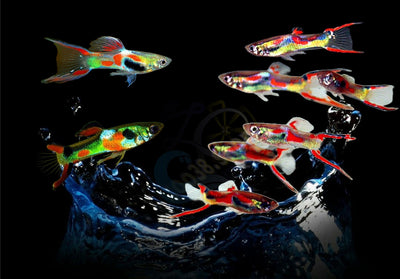 x8 Adult Guppy PEACEFUL COLOURFUL FRESH WATER FISH Plus +3  Guppy fry for free