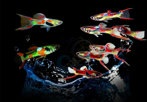 x8 Adult Guppy PEACEFUL COLOURFUL FRESH WATER FISH Plus +3  Guppy fry for free - Image 1
