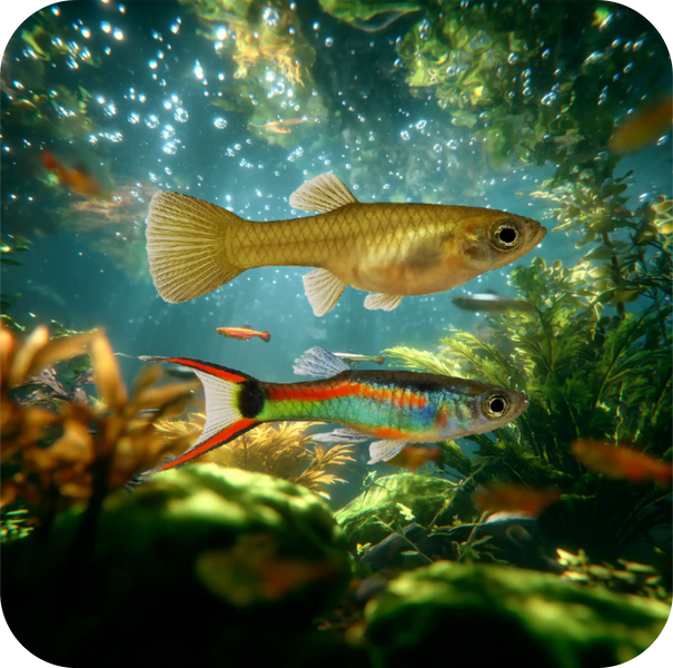 Classic Endler Guppy (Poecilia wingei) – Peaceful Colourful Livebearer