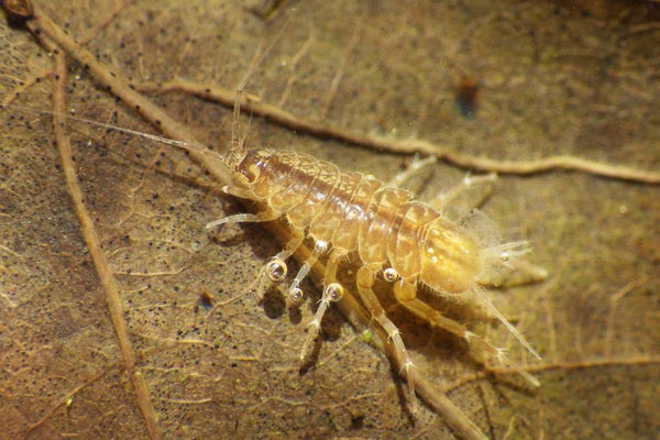 Daphnia, Gammarus, Asellus - Life Food Big Pack - Image 7