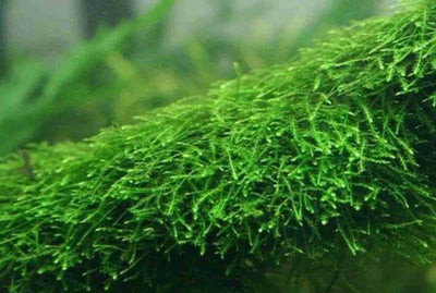 Java Moss Carpeting Live Aquarium Plants  Tropical Fish Tank for Shrimp UK