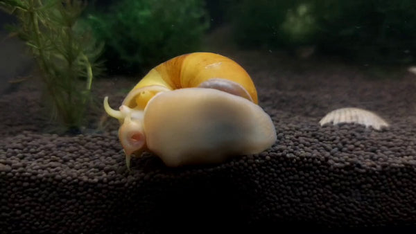 Mystery Snails Pink, Yellow, Brown, Red Marble Random Size - Image 2