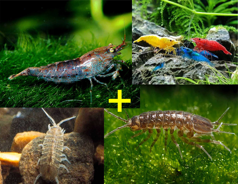 Neocaridina Shrimp & Aquatic Isopod Starter Pack