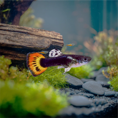 Phoenix Tail Guppy and Fry Guppy fish – Peaceful Colourful Livebearer - Image 4