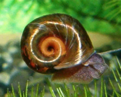 x100 Ramshorn Snails Random Mix: Pink Rock , Grey & Red Marble & Snail's food