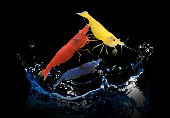 Neocardina Shrimps Freshwater Colourful Aquarium Shrimp, Limited offer - Image 1