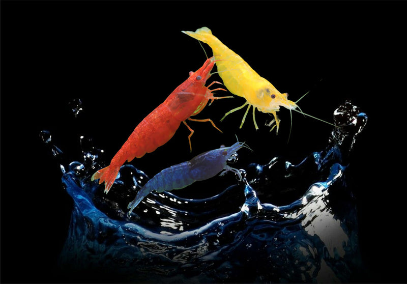 Neocardina Shrimps Freshwater Colourful Aquarium Shrimp, Limited offer