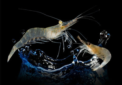 Pond Freshwater Shrimp – Palaemonetes spp. – Limited Offer