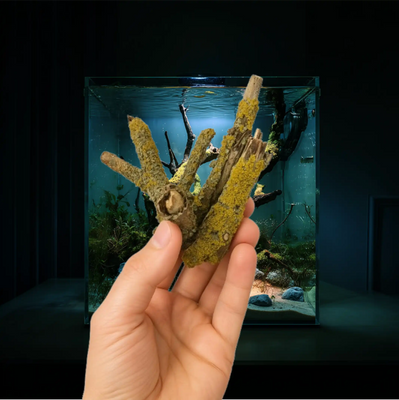 Tasty Decor — Natural Beauty with a Living Taste - Image 6