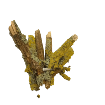 Tasty Decor — Natural Beauty with a Living Taste - Image 9