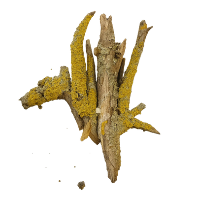 Tasty Decor — Natural Beauty with a Living Taste - Image 4