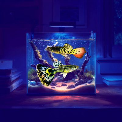 Yellow Red Tiger Guppy and Fry Guppy fish – Peaceful Colourful Livebearer