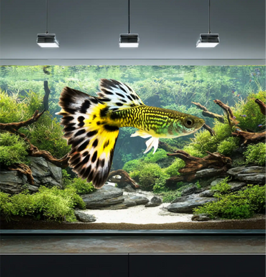 Yellow Red Tiger Guppy and Fry Guppy fish – Peaceful Colourful Livebearer - Image 2