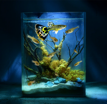 Yellow Red Tiger Guppy and Fry Guppy fish – Peaceful Colourful Livebearer - Image 3