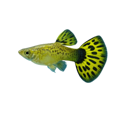 Endler Tiger Guppy (Yellow) – Striking Energetic Livebearer - Image 8