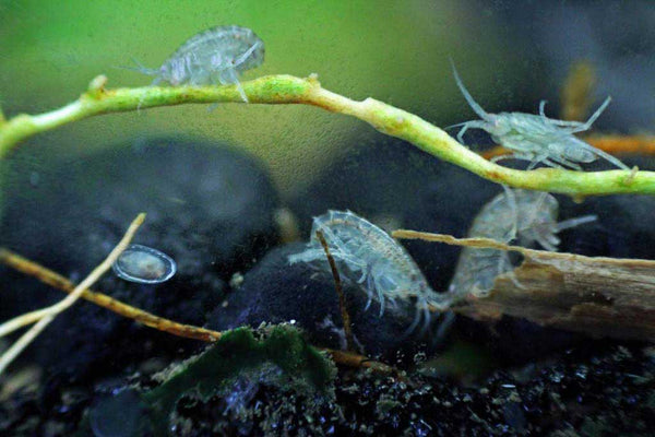 Daphnia, Gammarus, Asellus - Life Food Big Pack - Image 9