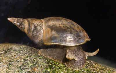 x 12 Great Pond Snails (Mix sizes)