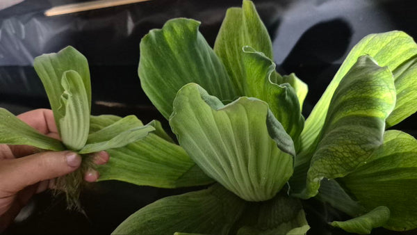 Large Pistia stratiotes 'Jumbo' 15-35cm – Outdoor Floating Lettuce - Image 3