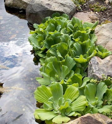 Large Pistia stratiotes 'Jumbo' 15-35cm For Mr Ilja T. with Delivery - Image 1