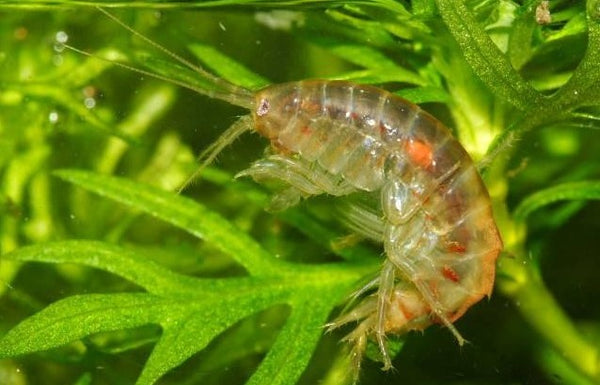 Daphnia, Gammarus, Asellus - Life Food Big Pack - Image 2