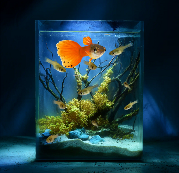 Scarlet Tailspot  Guppy and Fry Guppy fish – Peaceful Colourful Livebearer