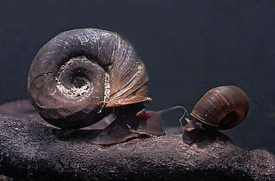 Ramshorn Snails / Mix: Pink & Blue Rock ,Grey & Red Marble & Snail's food 