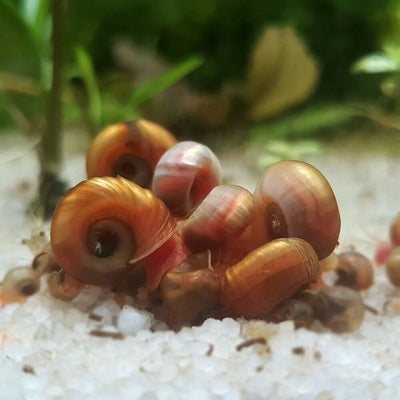 Ramshorn Snails Random Mix: Pink & BlueRock,Grey & Red Marble & Snail's food