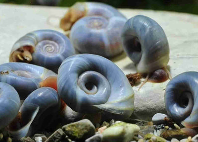 x10 Live Snails Live food for Dwarf Puffer, Sturgeon, Gold fish, Turtles and ETS