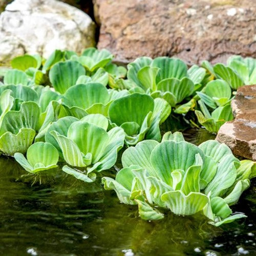Large Pistia stratiotes 'Jumbo' 15-35cm – Outdoor Floating Lettuce